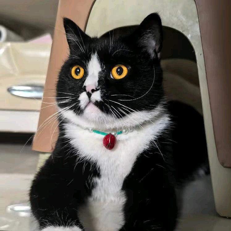 杨咪宝鸭