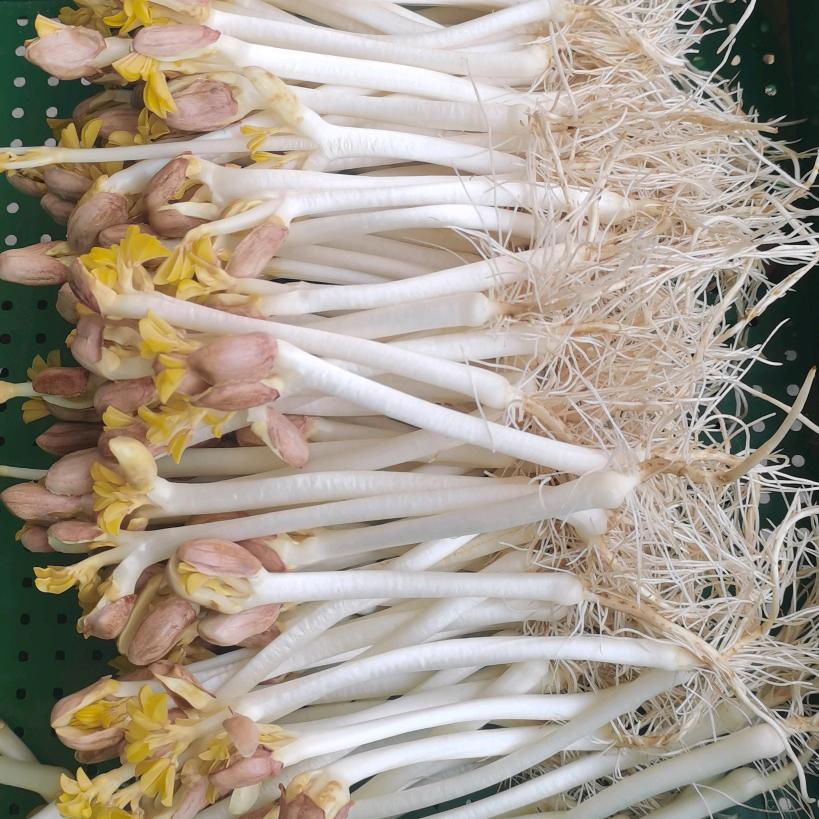花生哥