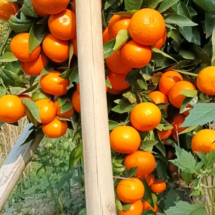 清清河边草