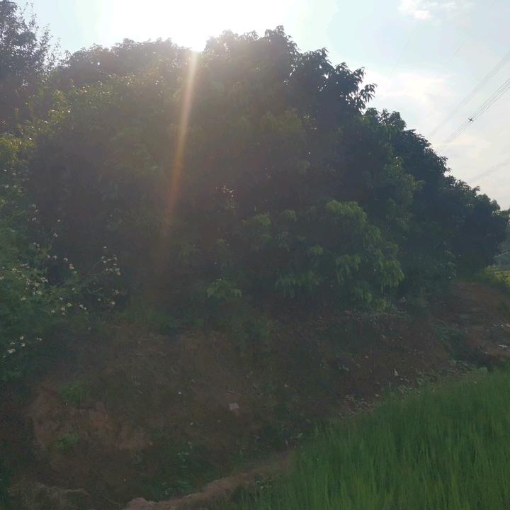 故乡