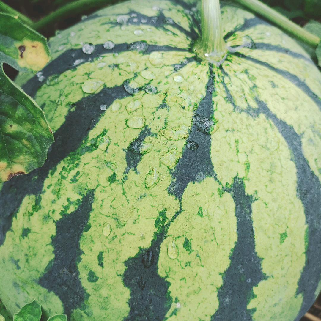 农村霞姐西瓜产地直销