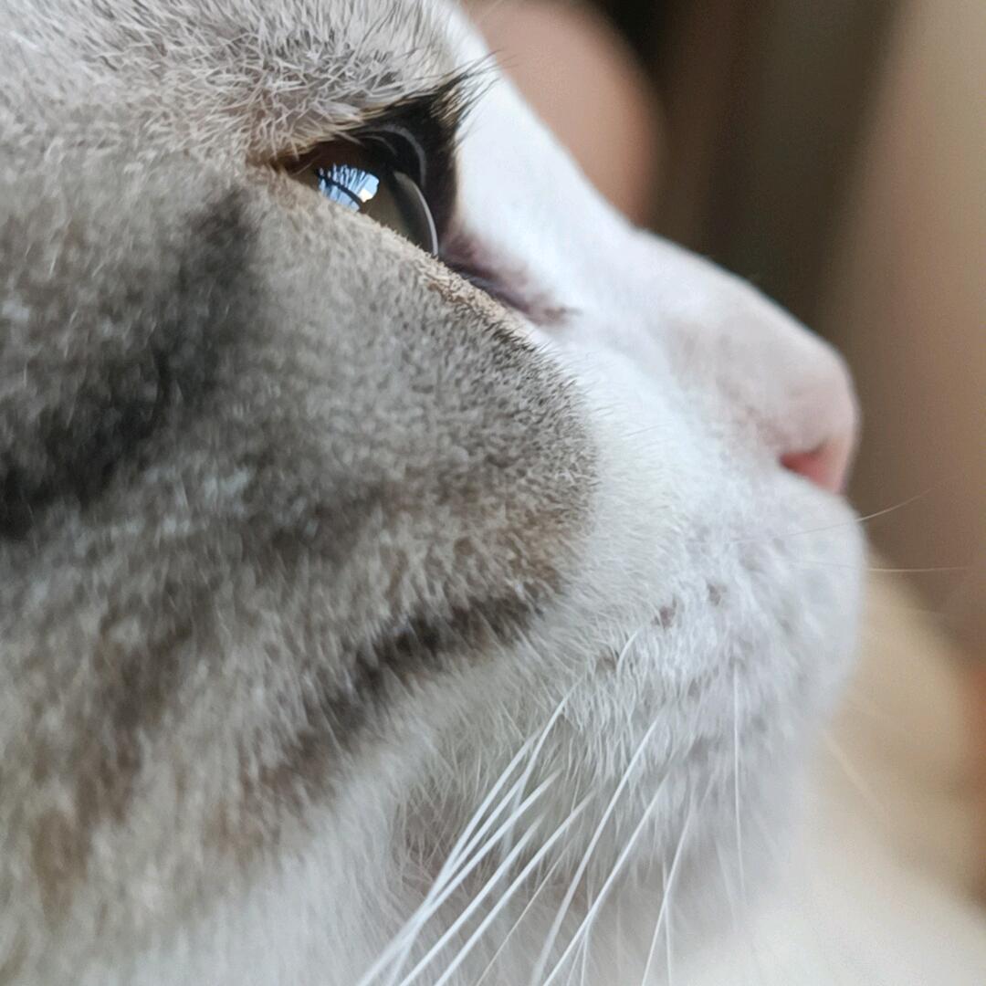 凡人的猫