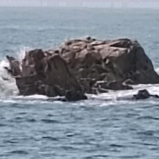 琴碟