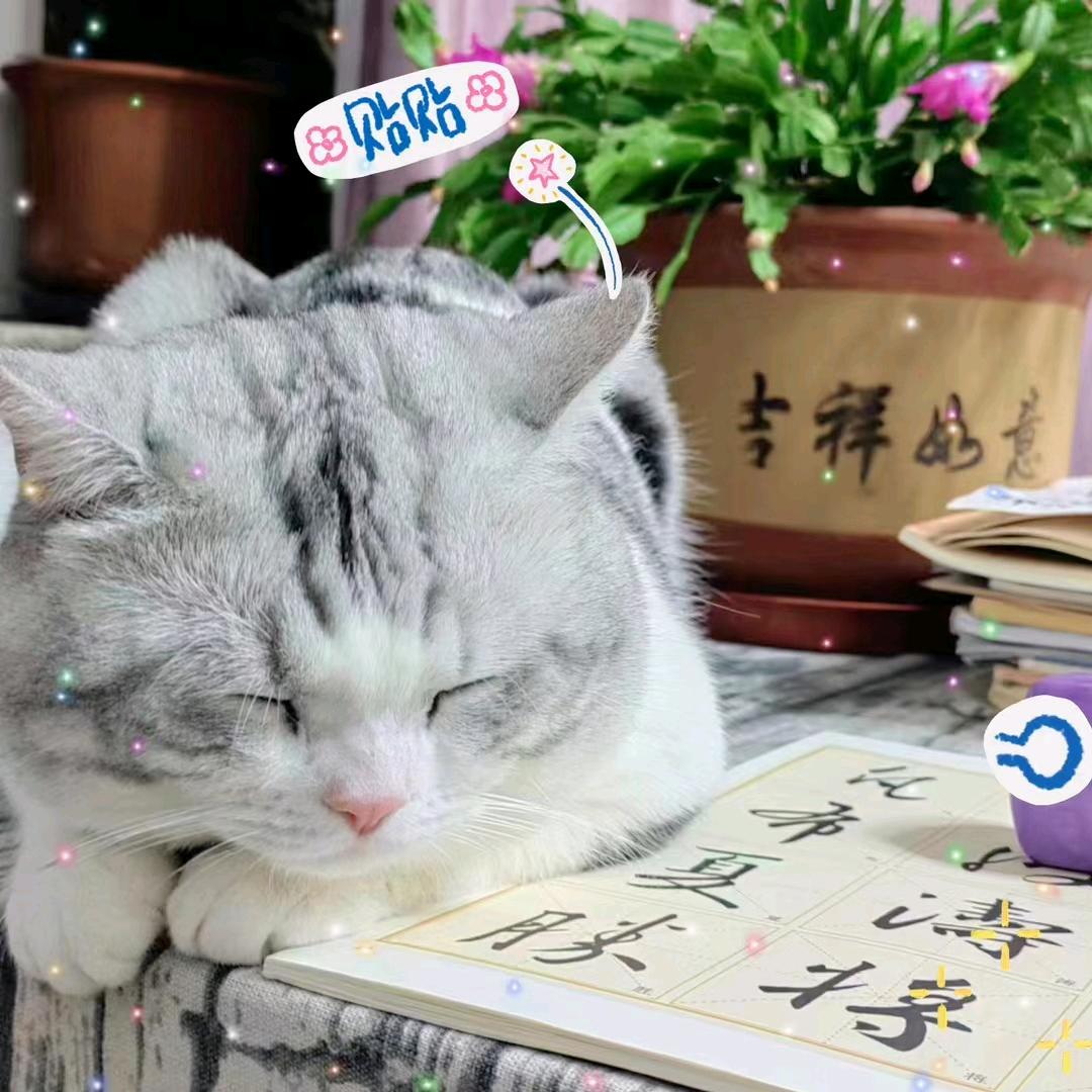 二姐🌙 喵喵