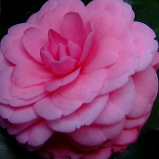 春暖花开