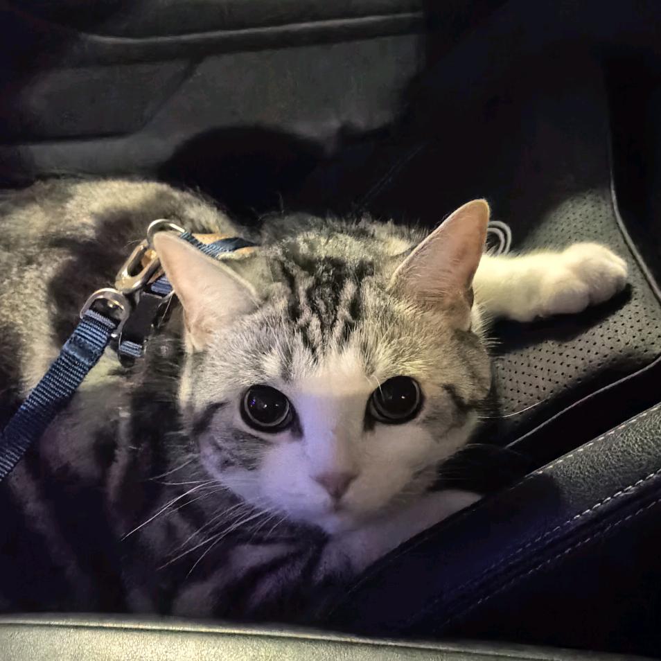 谢超凡手撕西伯利亚暴龙战神