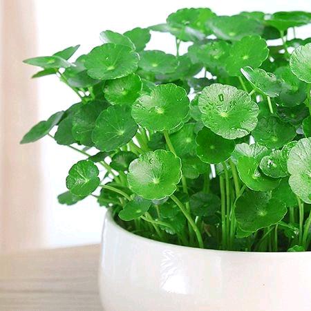 花夫子