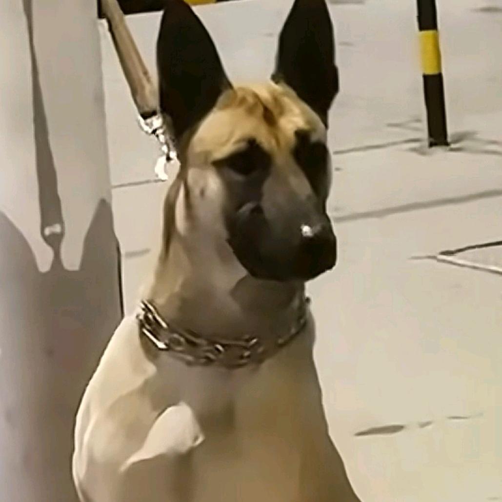 卖烧烤的养犬人