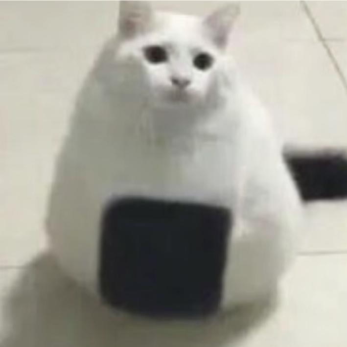 (=^･ｪ･^=)