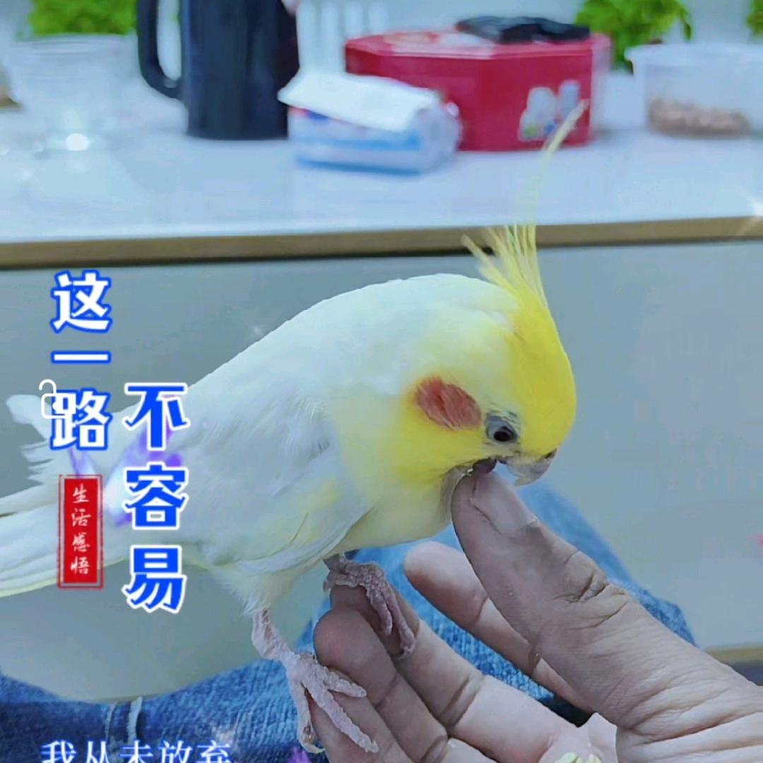笨小孩