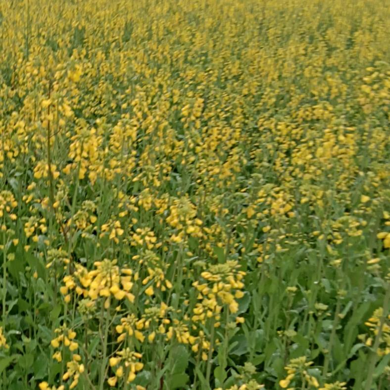 花开蝶来