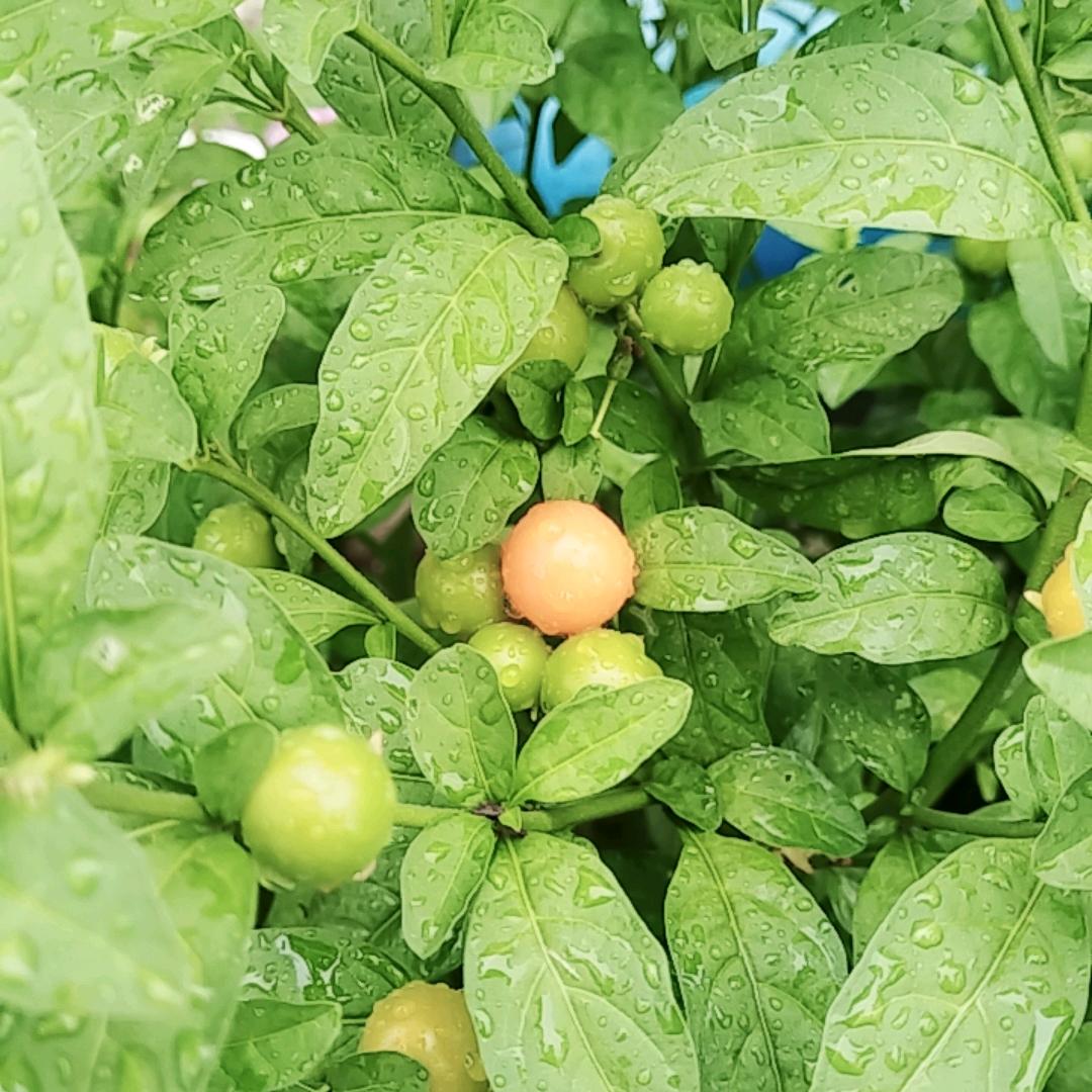 恭喜发财