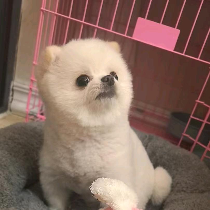 宠悦宠物企业店的头像