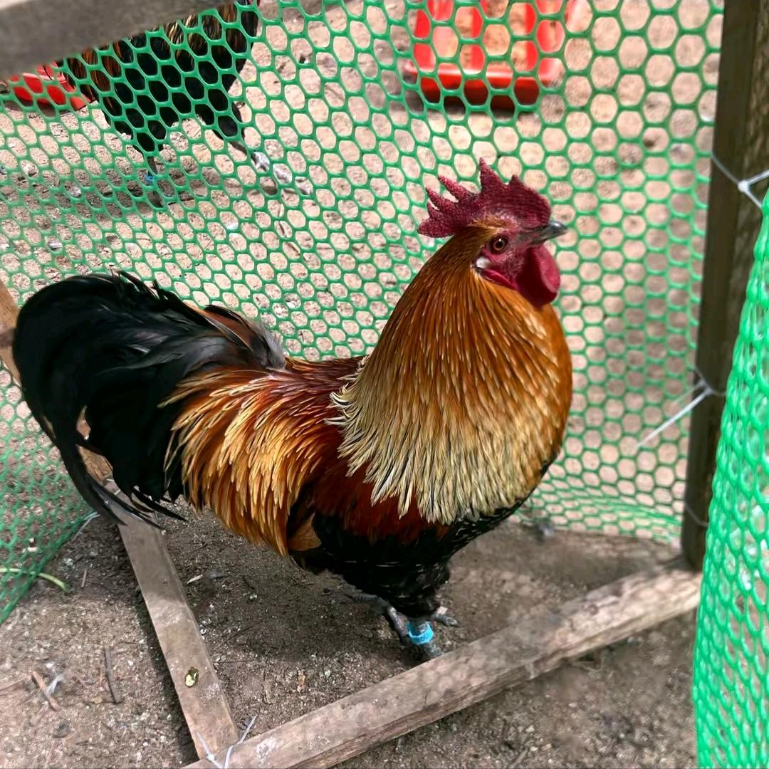 农村养鸡日常
