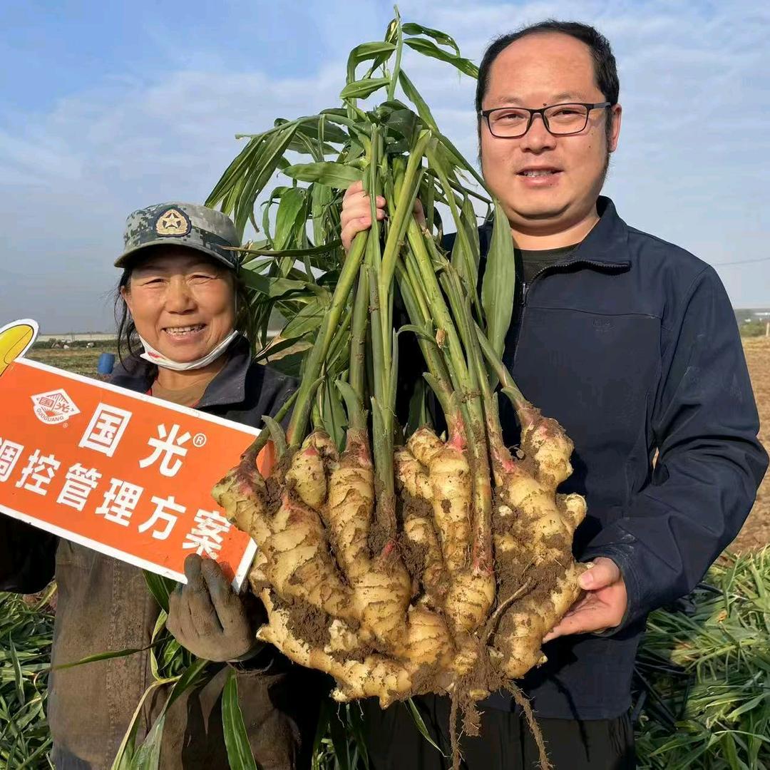 国光小阚聊生姜