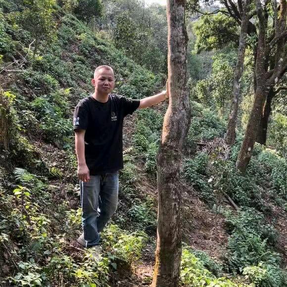 普洱古树茶老戴