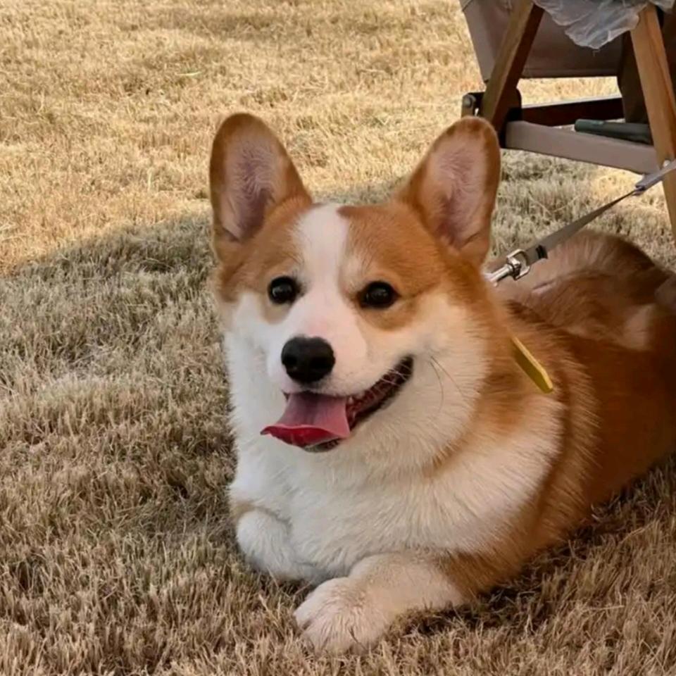 泸州狗狗寄养