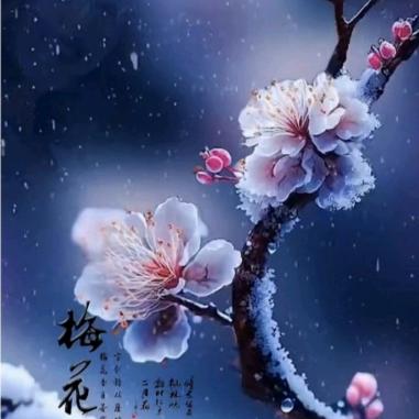苦寒梅香