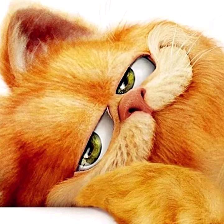 场猫