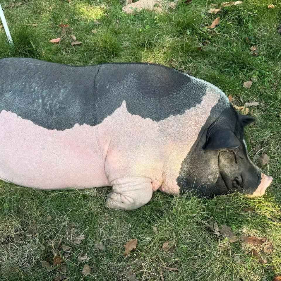 老余