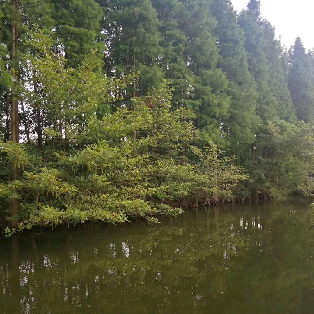 向日葵