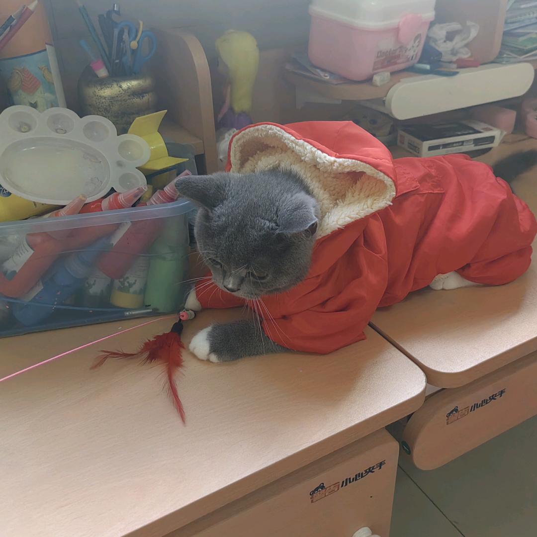 宠物汪喵队