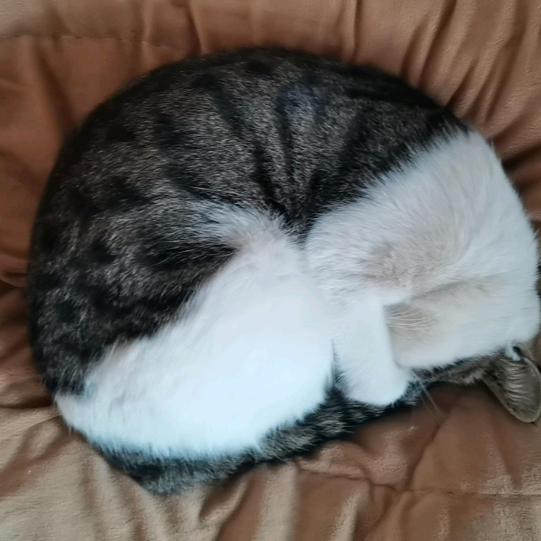 張丨②peO_n_Og🔥