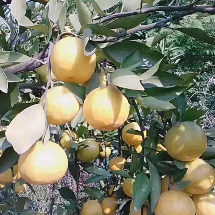 单身的我有你才幸福