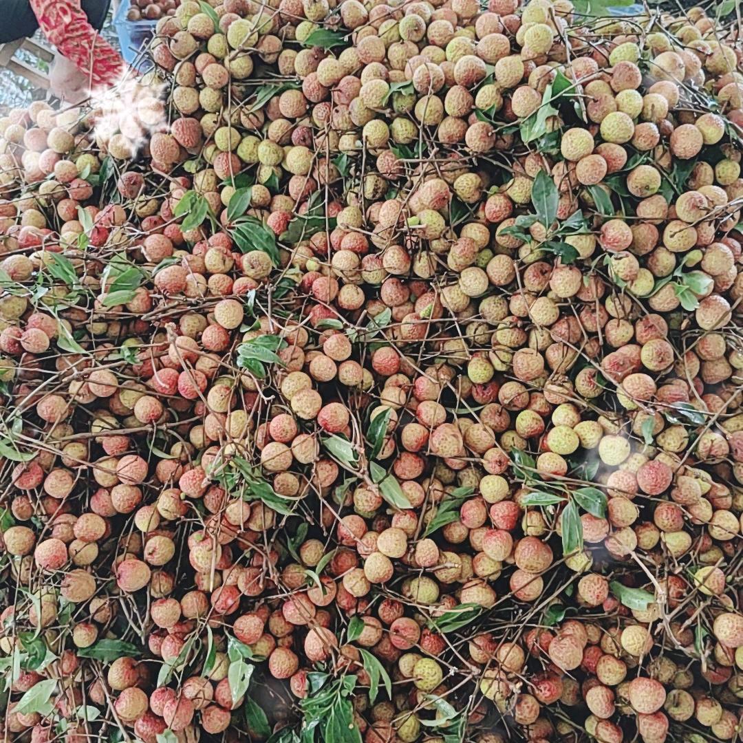 李家老四