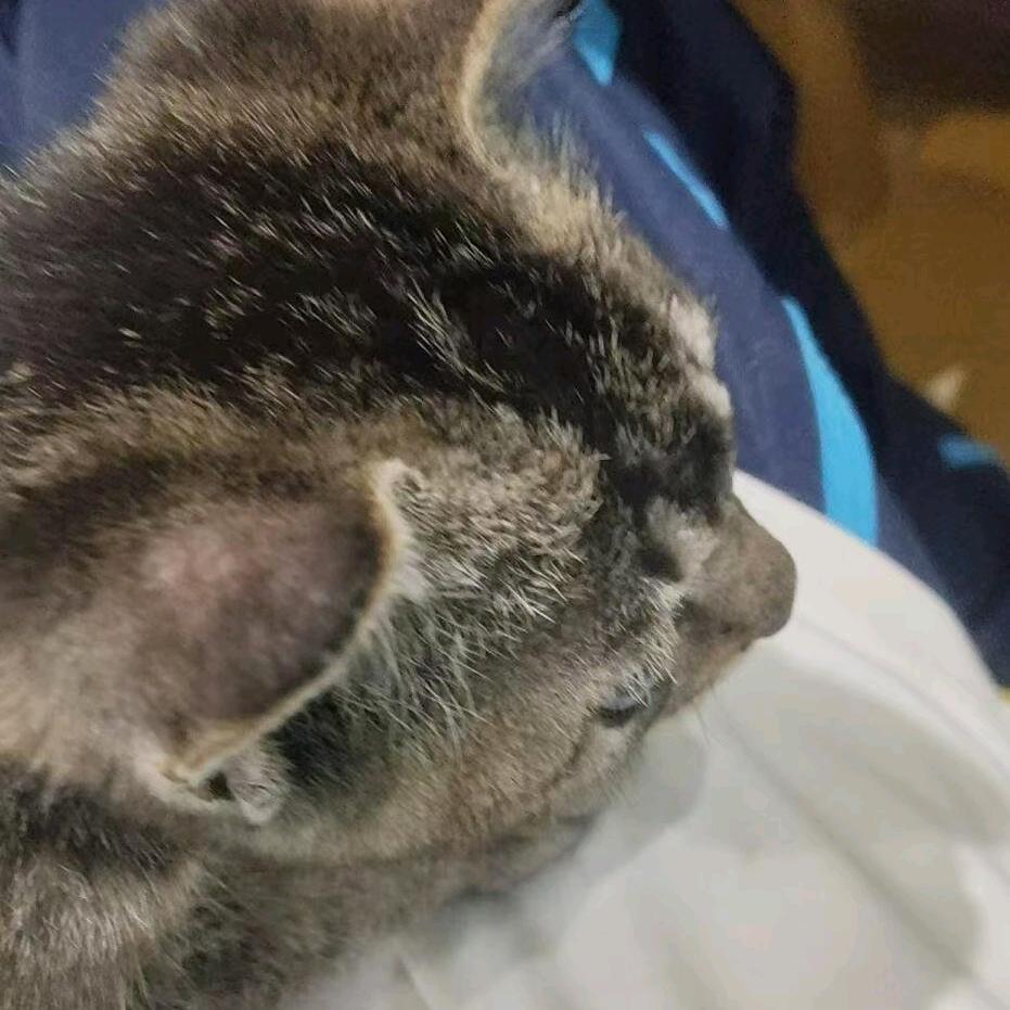 混的马头像