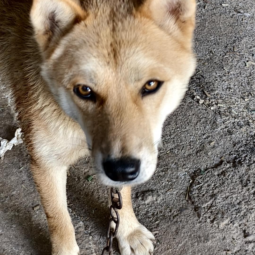 猛禽繁育
