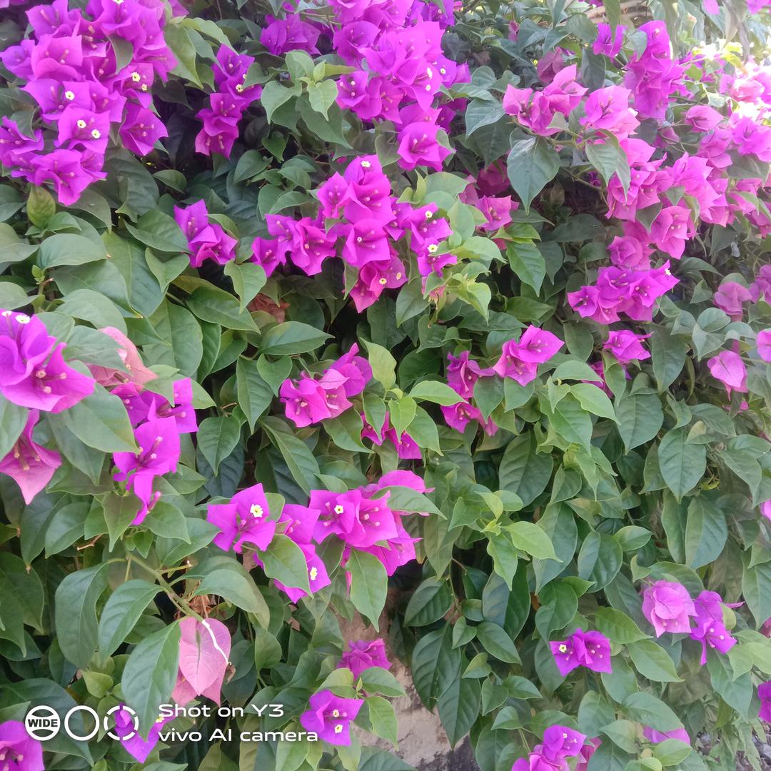周桂花