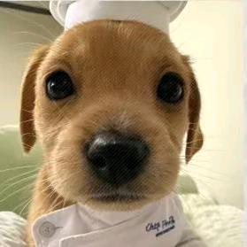 隐身成为小面包