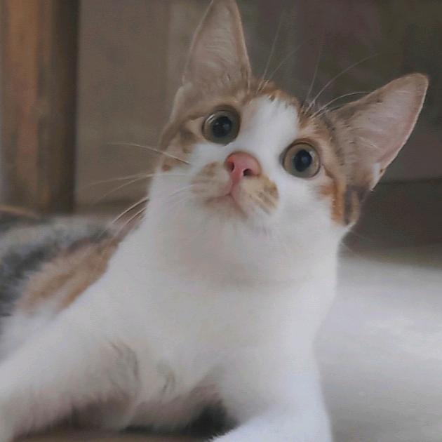 喵星人🐈🐾花花