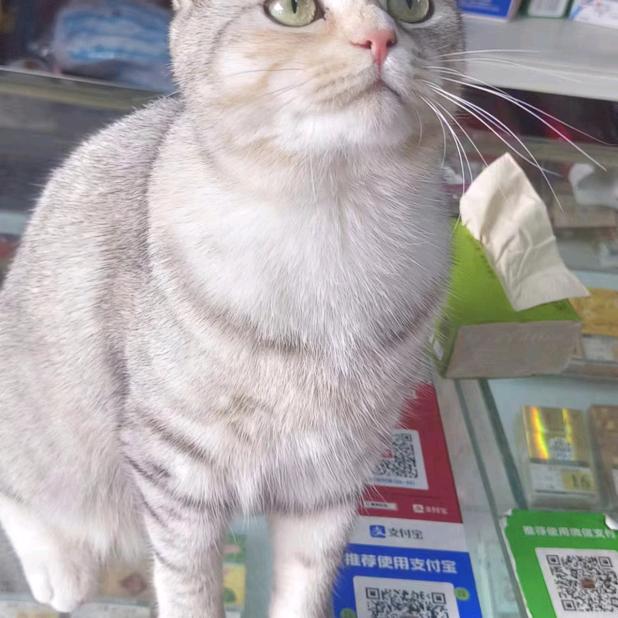 依音