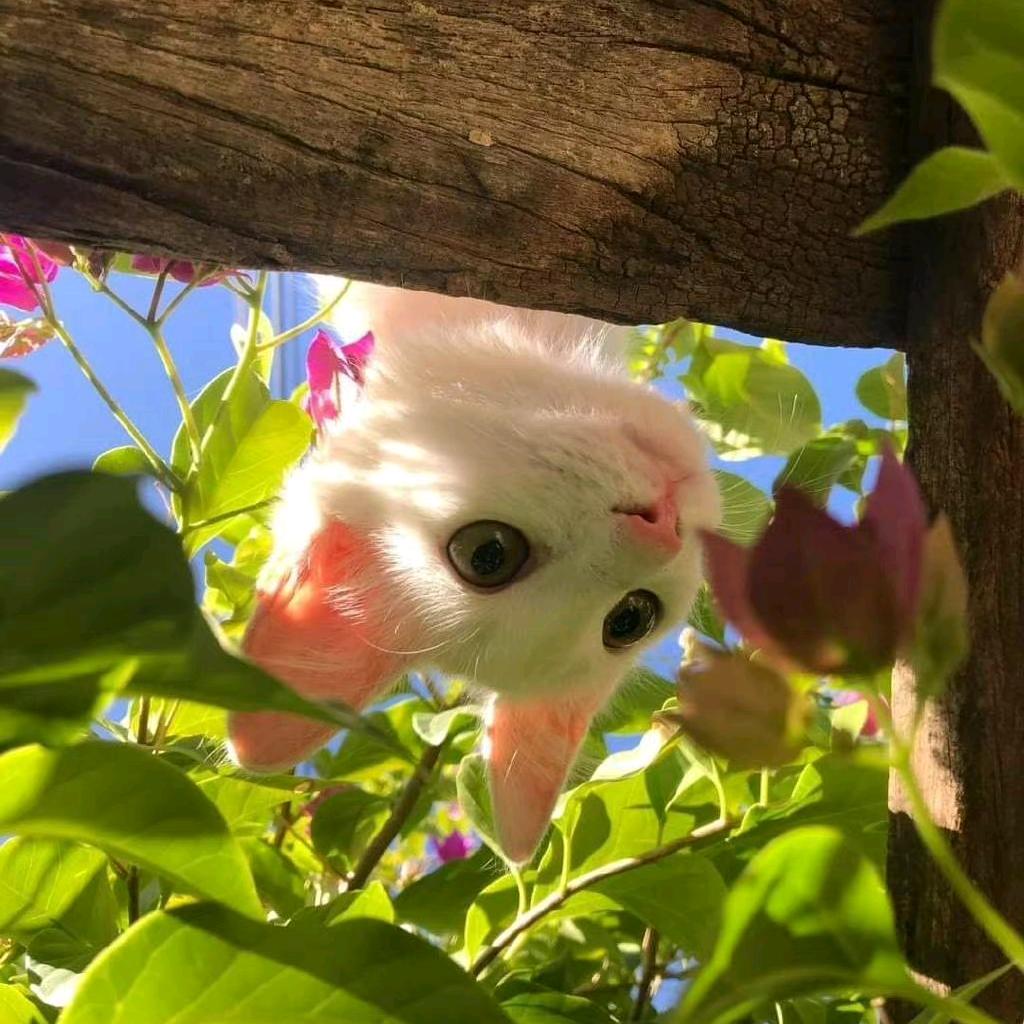 啵啵虎呀