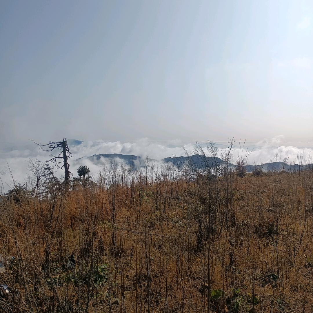 小草🌿🌿🌿🌿🌿🌿🌿🌿🌿