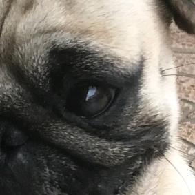 讯飞视频（点赞+关注）