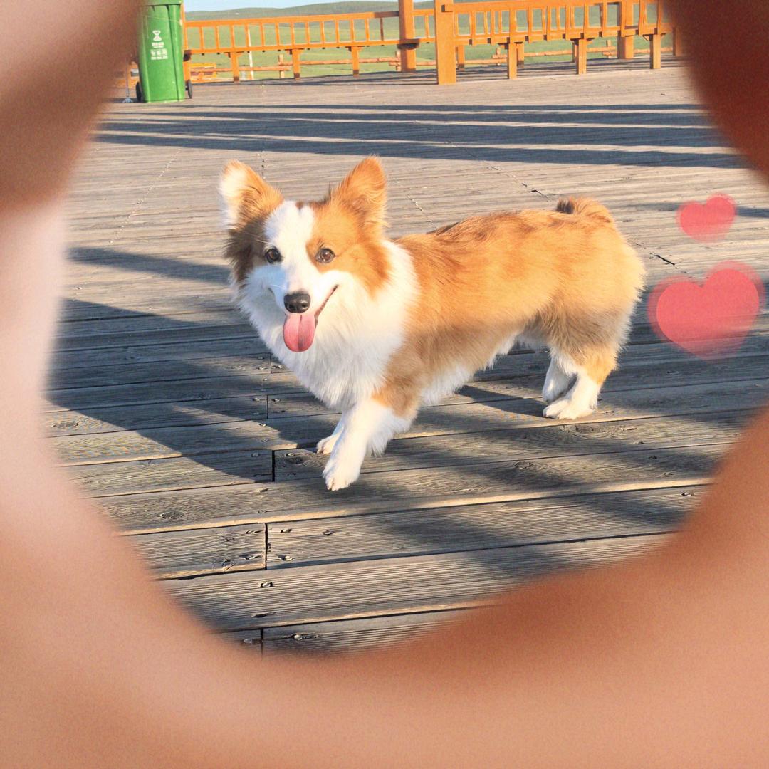 莹莹家多多丶