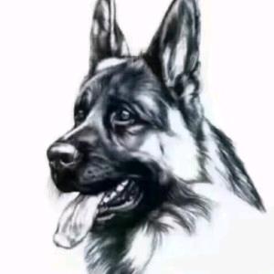 CSV皖利犬舍