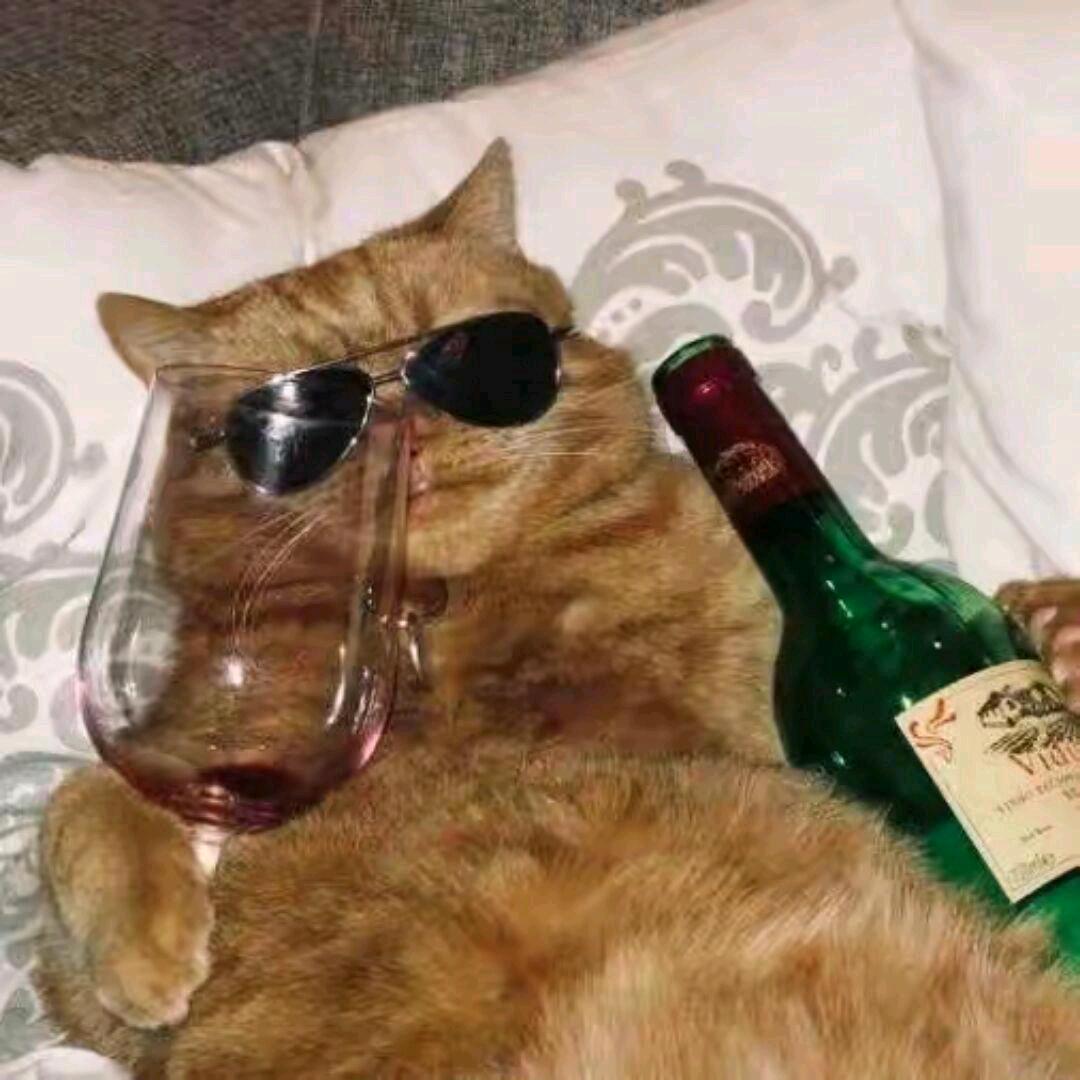 天才喵喵(PokeMMO)