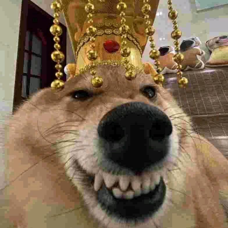 库你急哇
