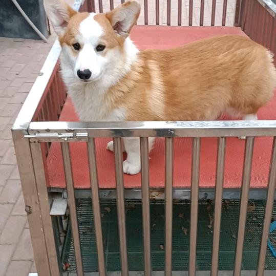 柯基乐园
