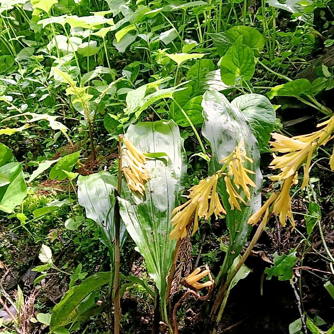 陈哥天麻毛慈菇