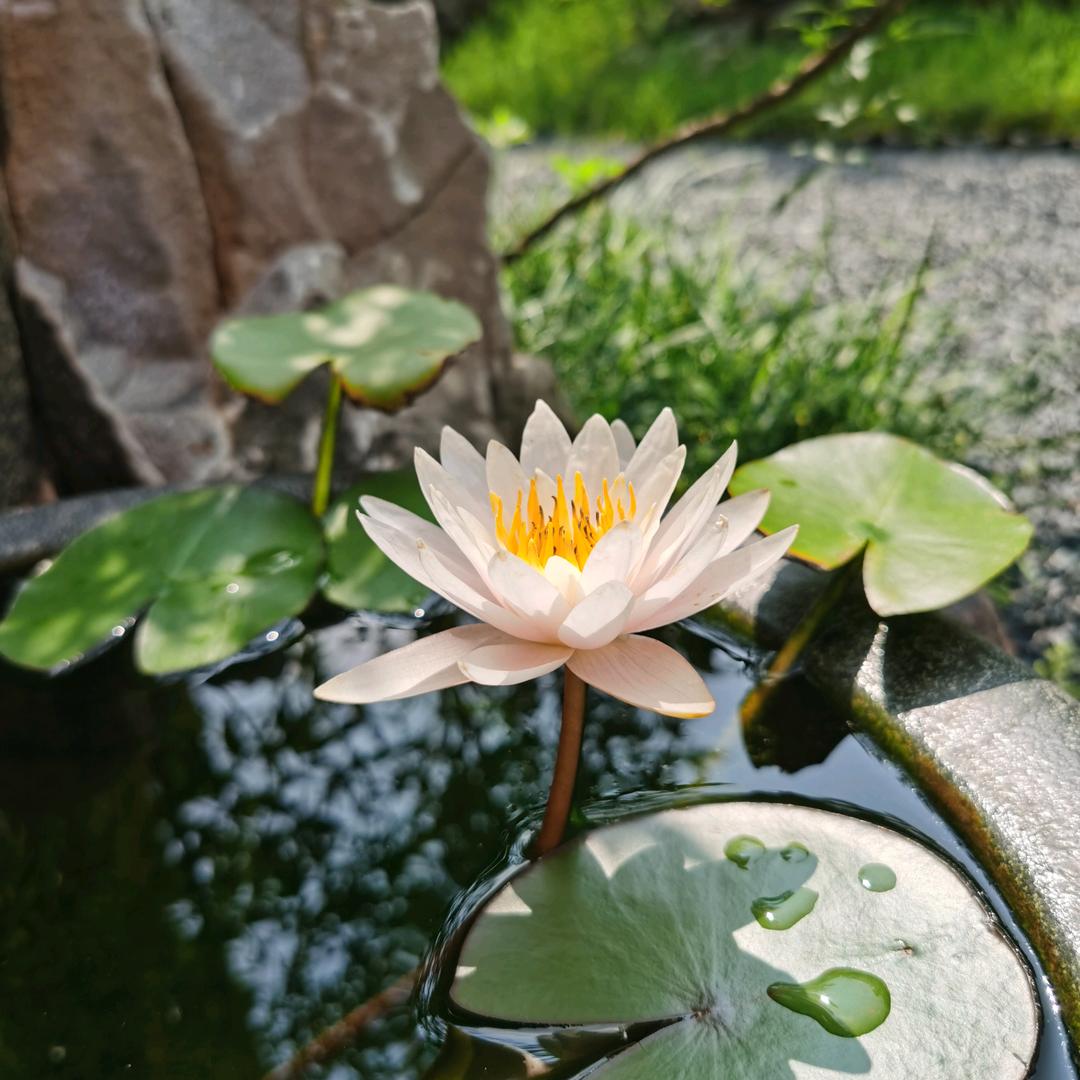 那抹儿云