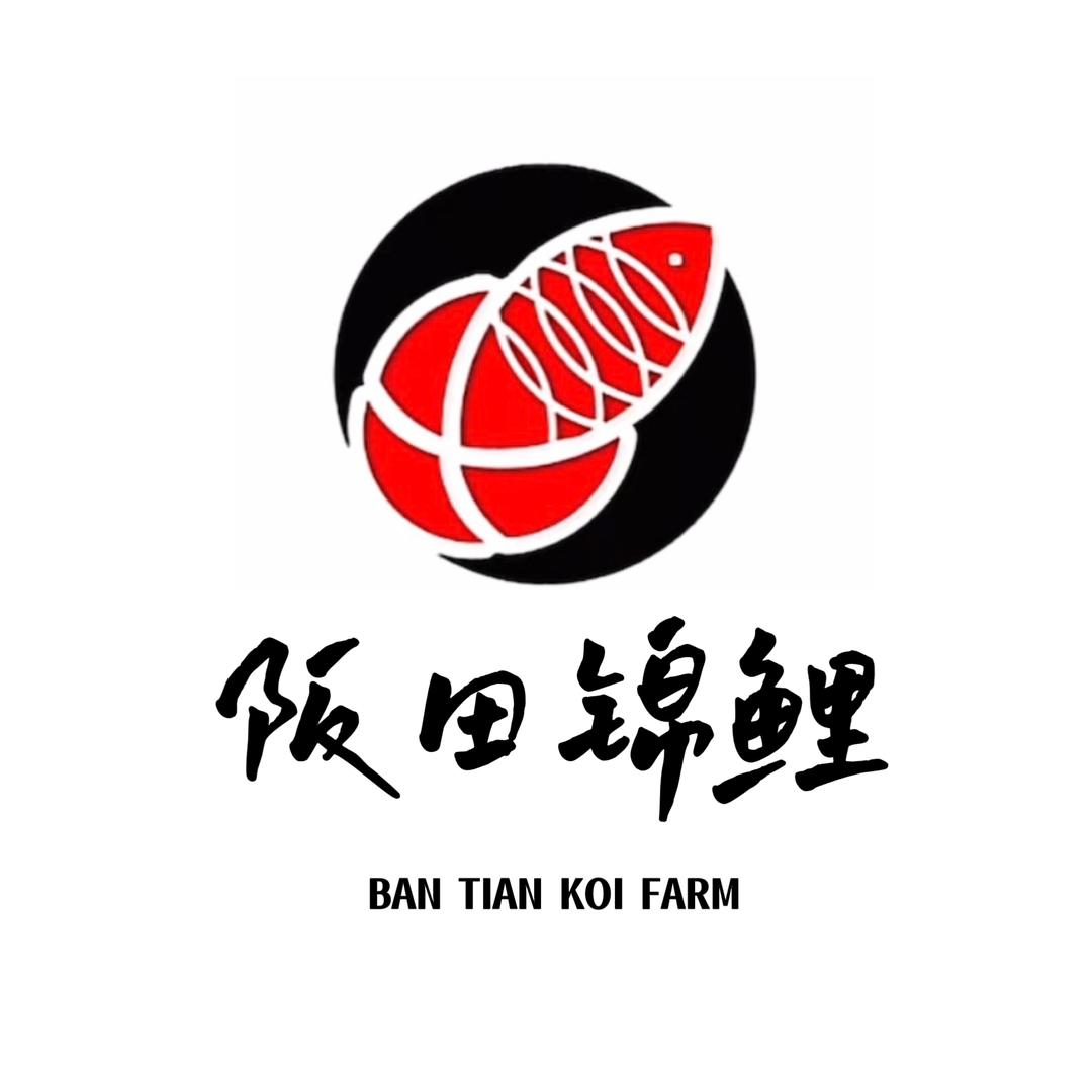 阪田锦鲤