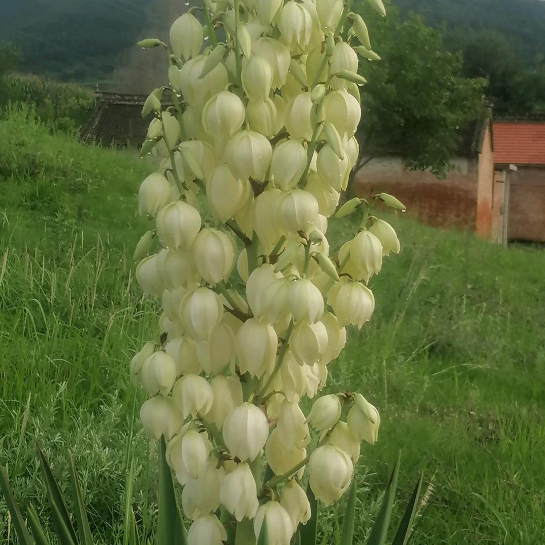 玉树凌风