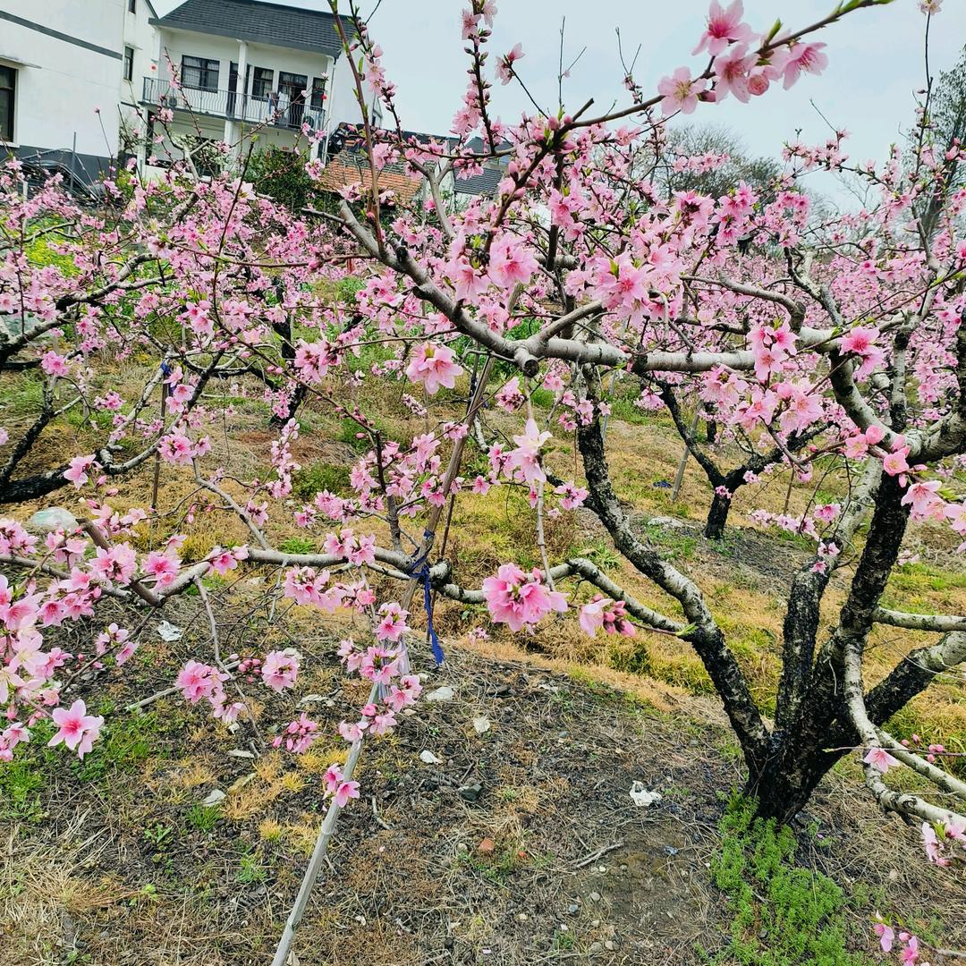 刘瓜瓜