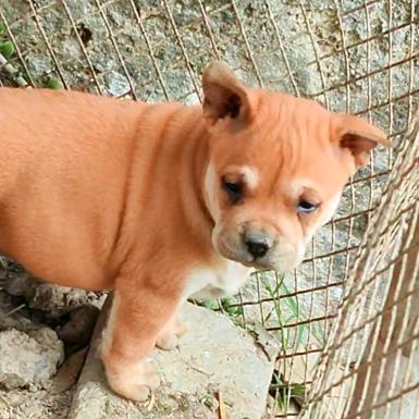 广西正经养狗人5哥