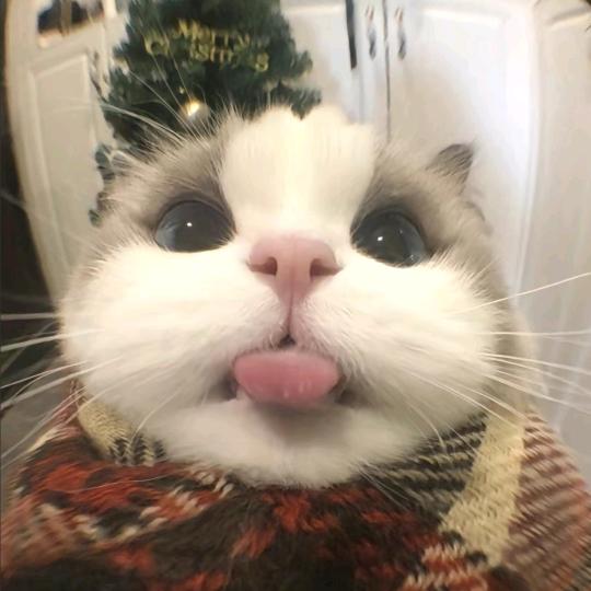 猫猫教教主